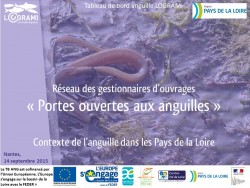 Icon of Contexte de l'anguille dans les Pays de la Loire